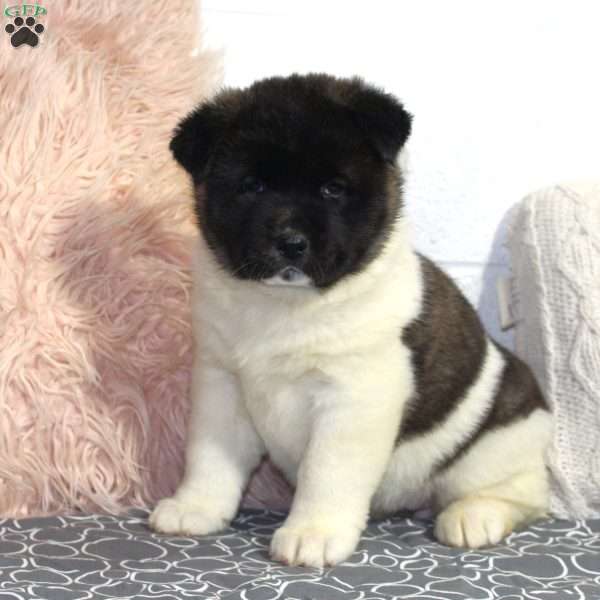 Glory, Akita Puppy